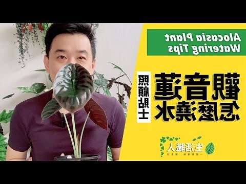 觀音蓮 澆水